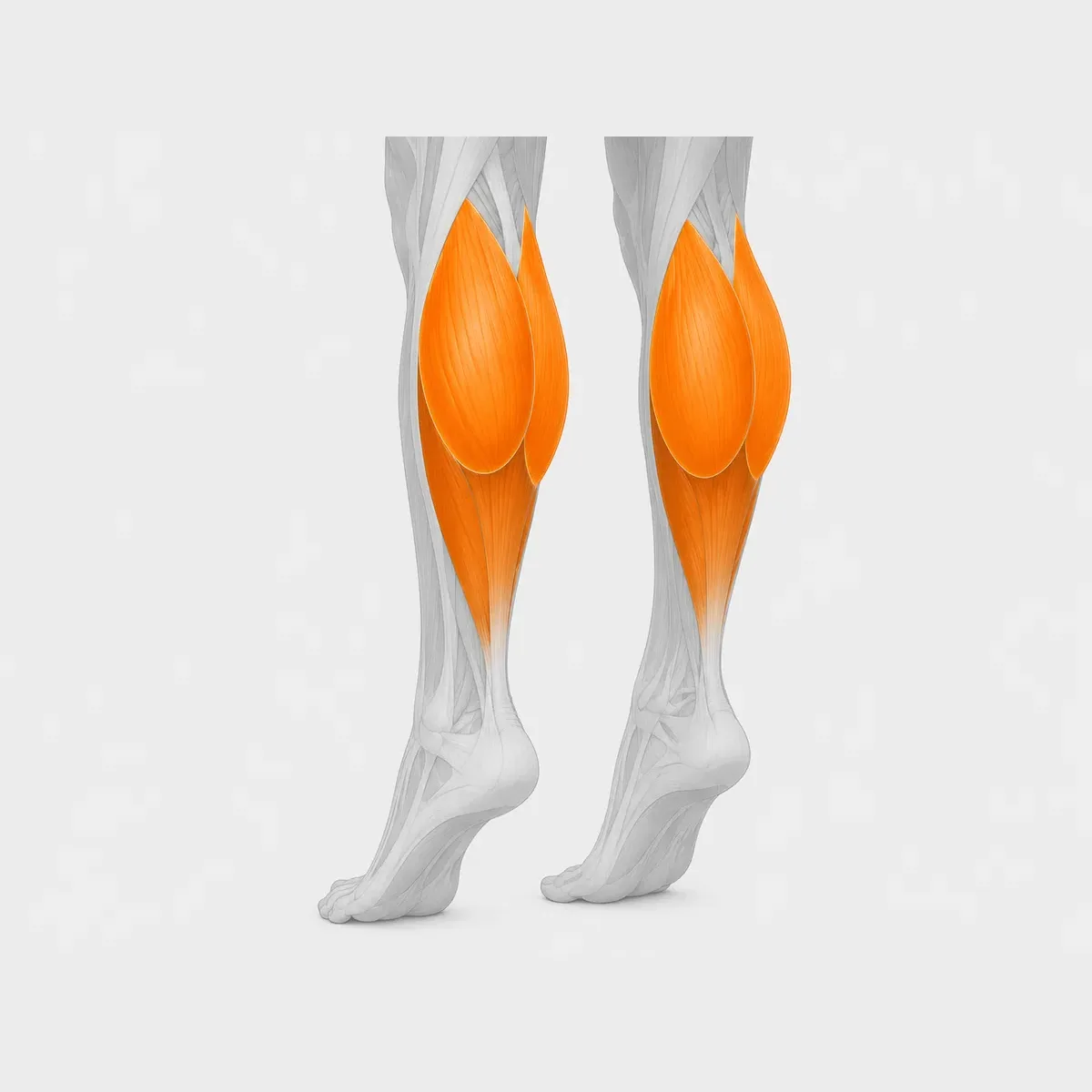Standing Calf Raise Selektorized — vista 2