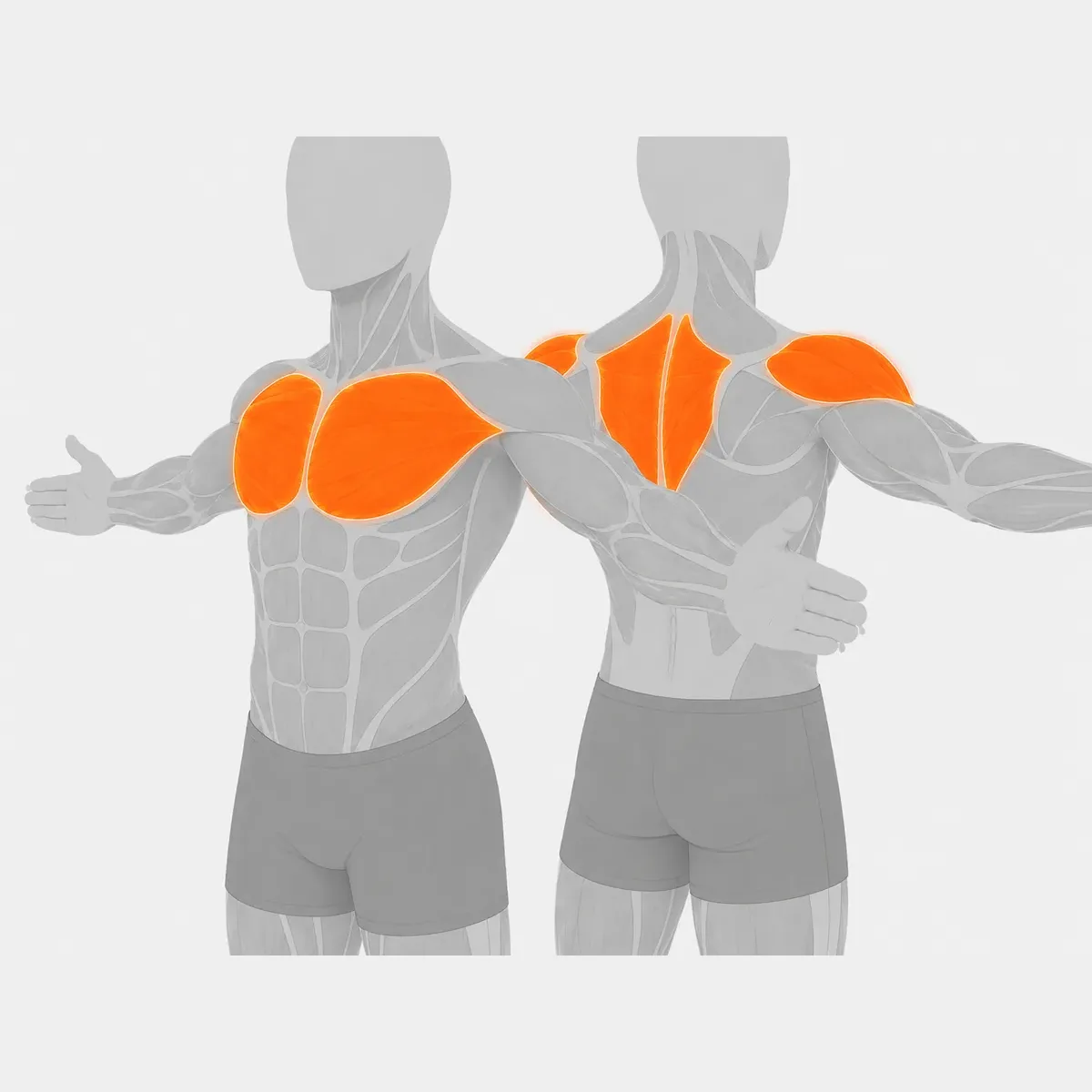 Pec Fly / Rear Delt Selektorized — vista 2