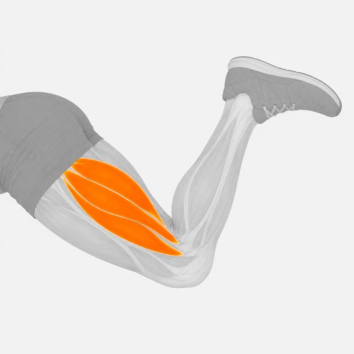 Prone Leg Curl Selektorized — vista 2